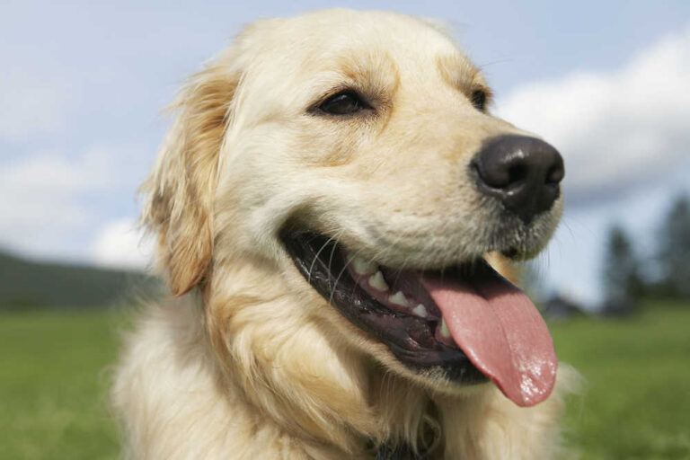 Ask Our Vet: Female Dog in Heat Panting a Lot