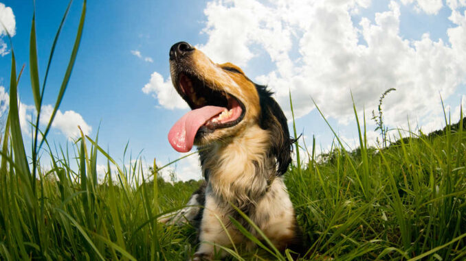 Dog panting outside in a park