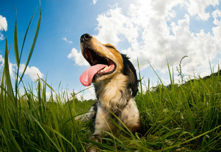 Panting & Diabetes in Dogs: Why It Happens, What to Do