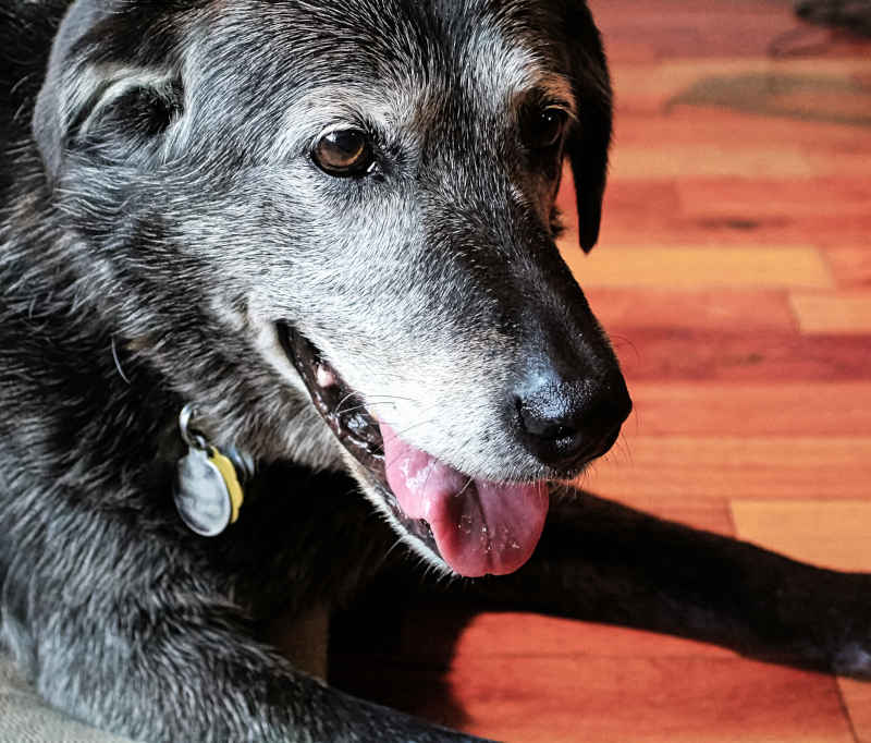 senior dog with gray muzzle panting on wooden floor
