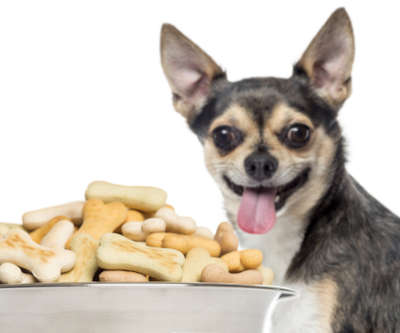 chihuahua dog panting next to its food bowl full of biscuits