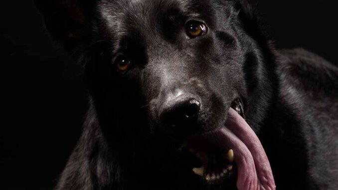 black german shepherd panting at night