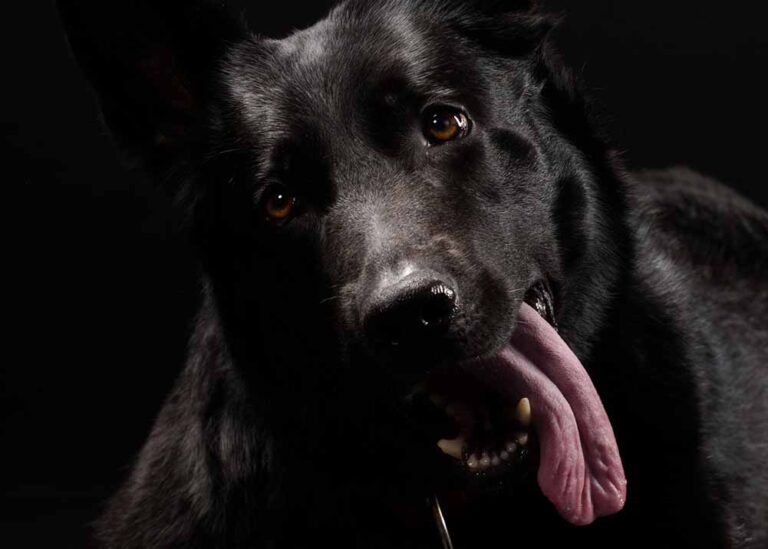 Senior Dog Panting at Night? Our Veterinarians Share What to Do