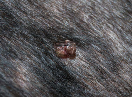 wart on a Cocker Spaniel dog