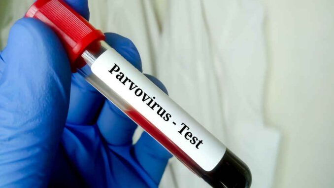 sample showinng parvo test