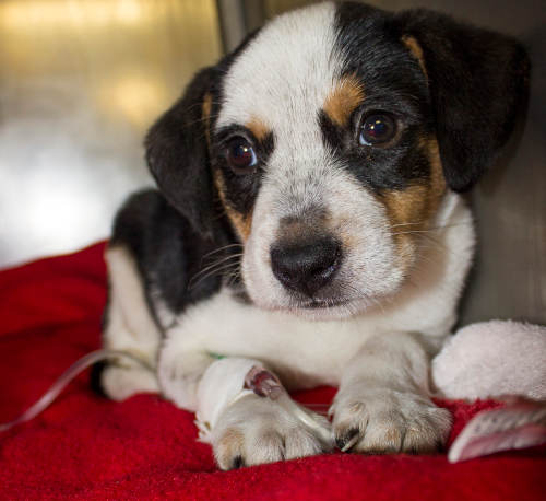 A sick hound puppy receives IV fluids through an IV catheter to treat parvo