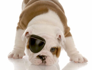 Best Eye Patches for Dogs With a Missing Eye