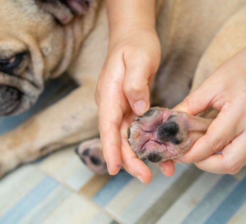 Person showing the toe of a French bulldog with skin disease caused by allergies