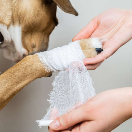 owner using bandage to cover up a paw issue