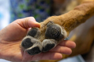 Paw Problems: 8 Common Lumps on Dog Paws [16 Pictures]
