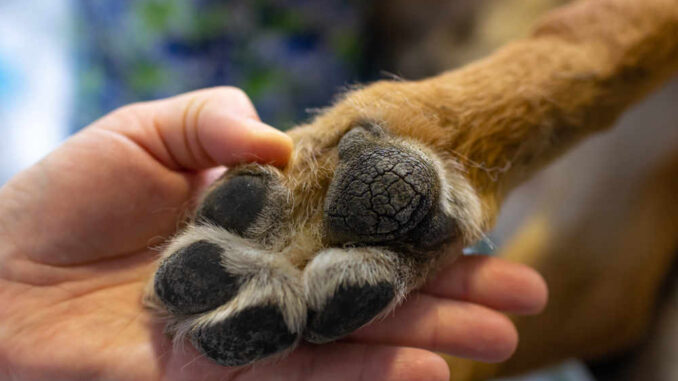 owner inspecting their dog's paw by hand