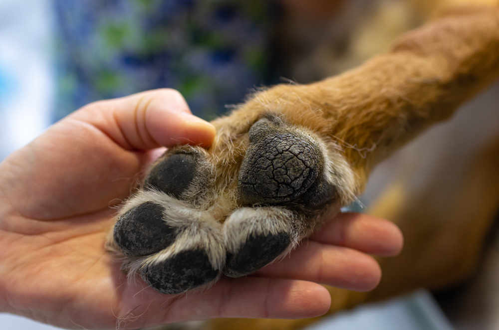 Spots on outlet dogs paws