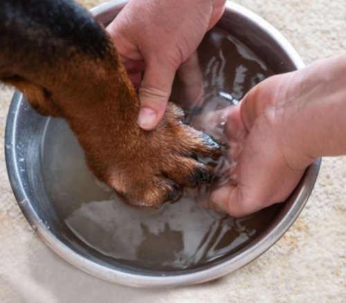 owner cleaning dog's paw with warm water in a bowl