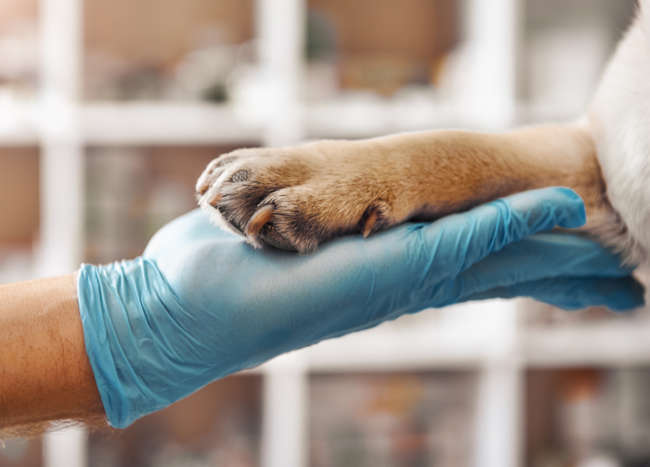 close up of a man's hand holding a dog's paw with blue gloves