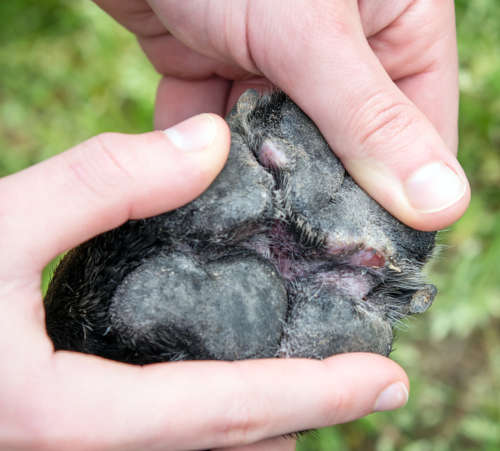 Close up of a red and swollen dog paw due to environmental allergies - canine atopic dermatitis.