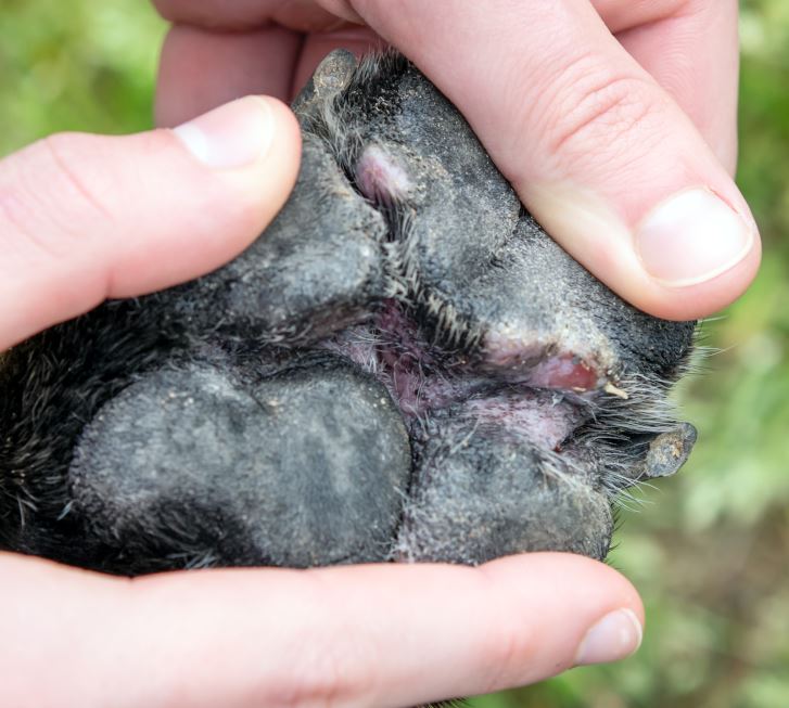 red dog paw with wounds as a result of a severe infection caused by environmental allergies (canine atopic dermatitis).