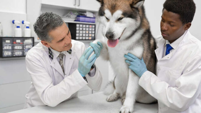 paw inspection at the vet