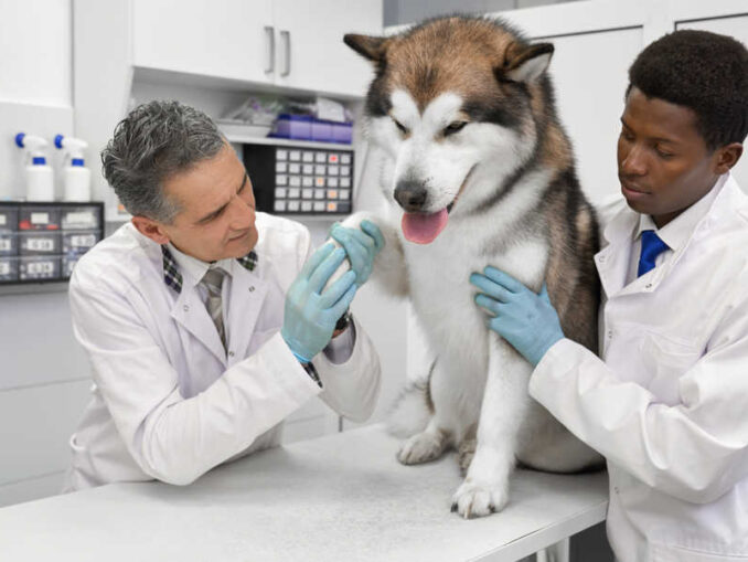 Dog Limping & Licking Their Paws Our Vet Explains