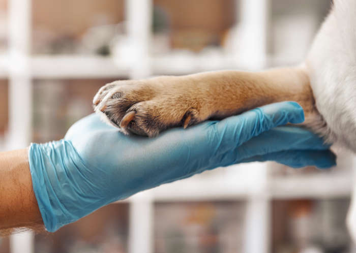 veterinarian's hand with blue gloves holding a dog's paw