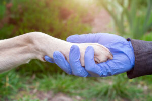 Paw Yeast Infections in Dogs: What They Look Like & What To Do
