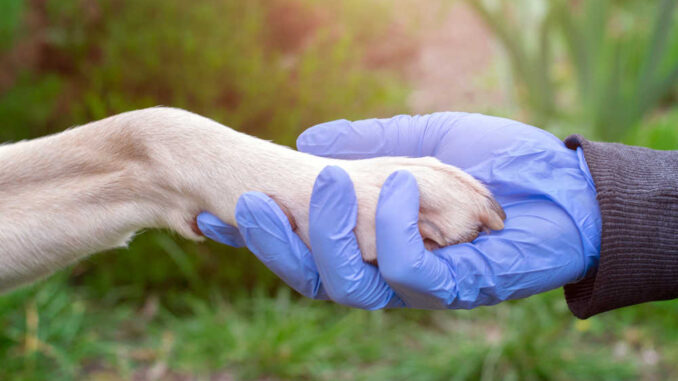 vet holding paw