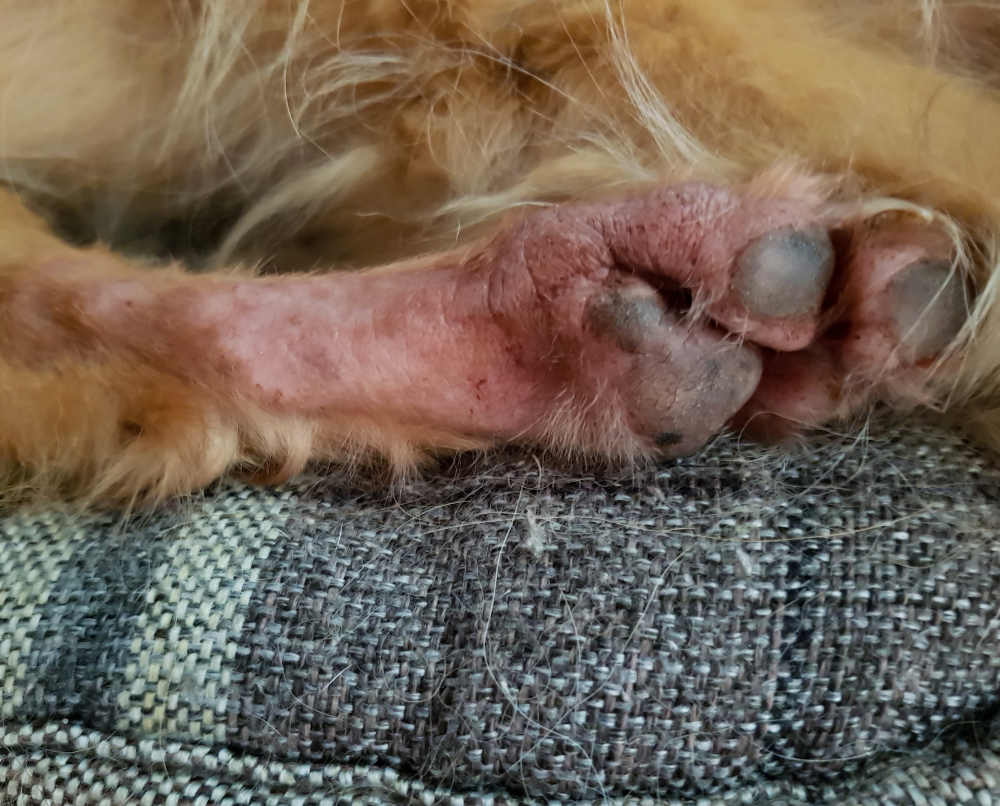 red paw inflammation in a dog