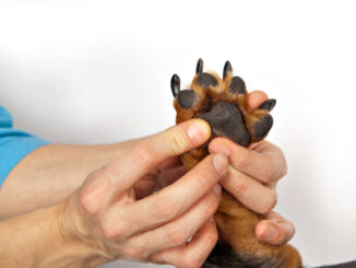 vet looking at a dog's paw for infections