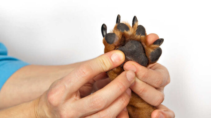 vet looking at a dog's paw for infections