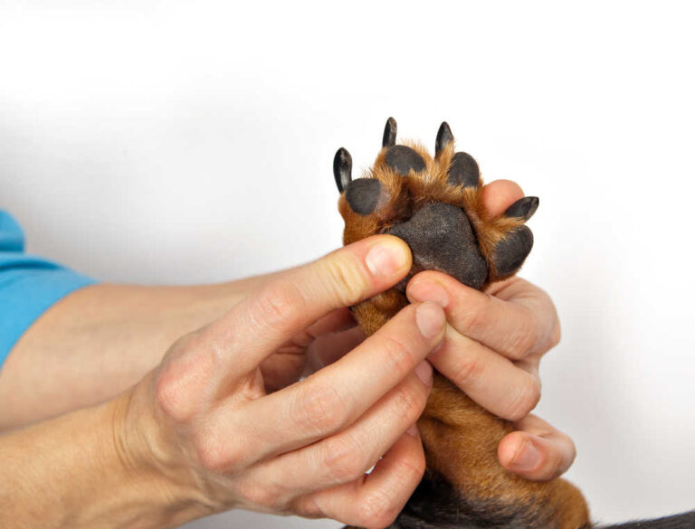 12 Pictures of Dog Yeast Skin Infections [Vet Advice]