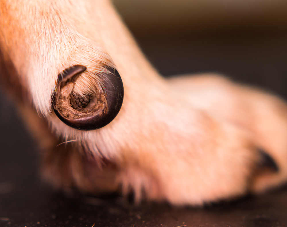 ingrown toenail in dog