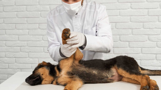 diagnosing a paw issue in a dog with the dog laying on the table at the clinic