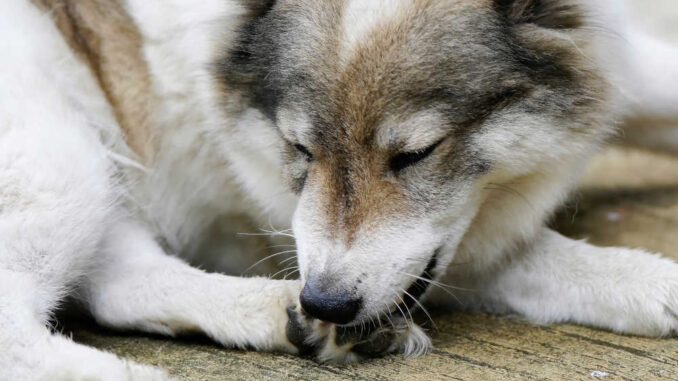 dog licking paw