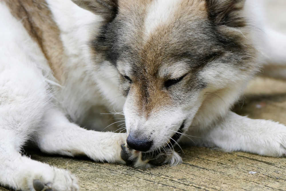 dog licking paw