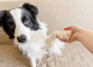 White Bumps on a Dog’s Paw: Most Likely Reasons