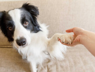 owner holding dog's paw in hand