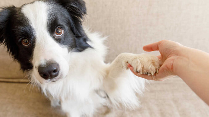 owner holding dog's paw in hand