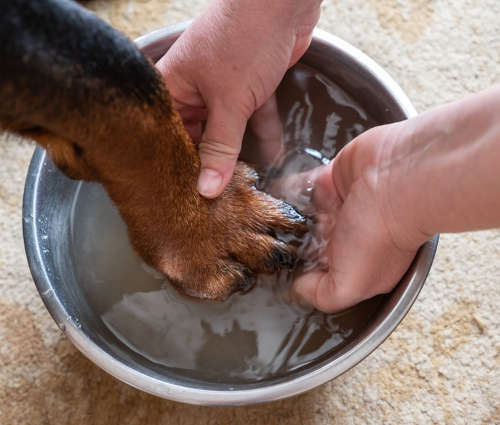 washing dog's paw in bucket