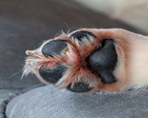 How To Treat Yeast Infections In Dogs Paws