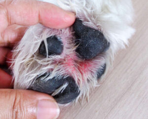 Paw Yeast Infections In Dogs: What They Look Like & What To Do