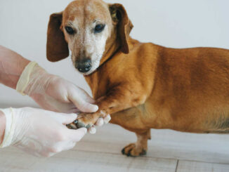 vet inspecting a dog's paw