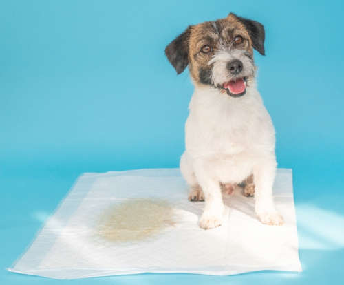 dog using pee pad on blue background with urine on the pad