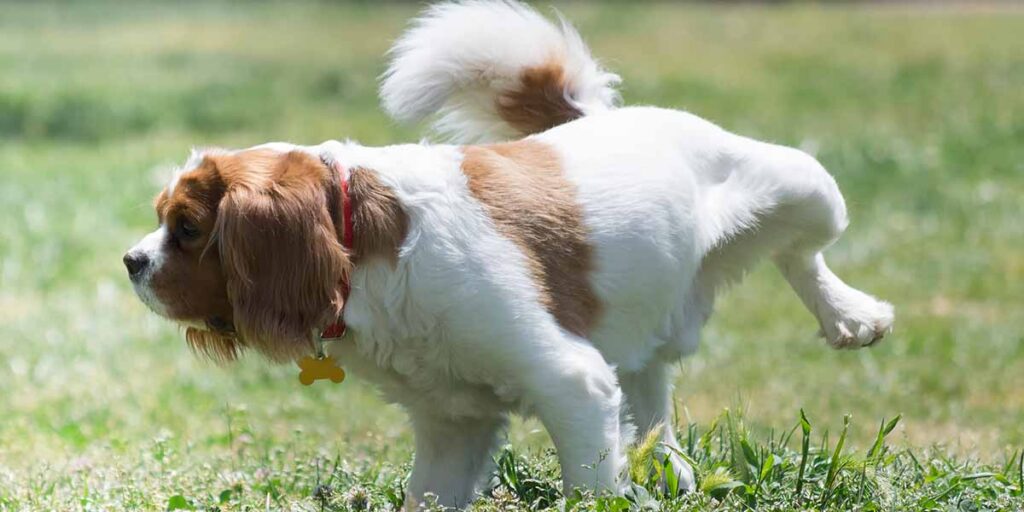 spaniel peeing on grass in a park