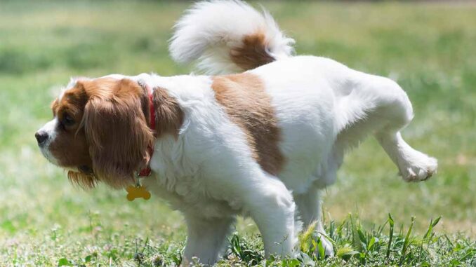 male dog peeing