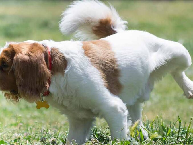 Female Dog Peeing Blood But Otherwise Acting Normal: Is It Serious?