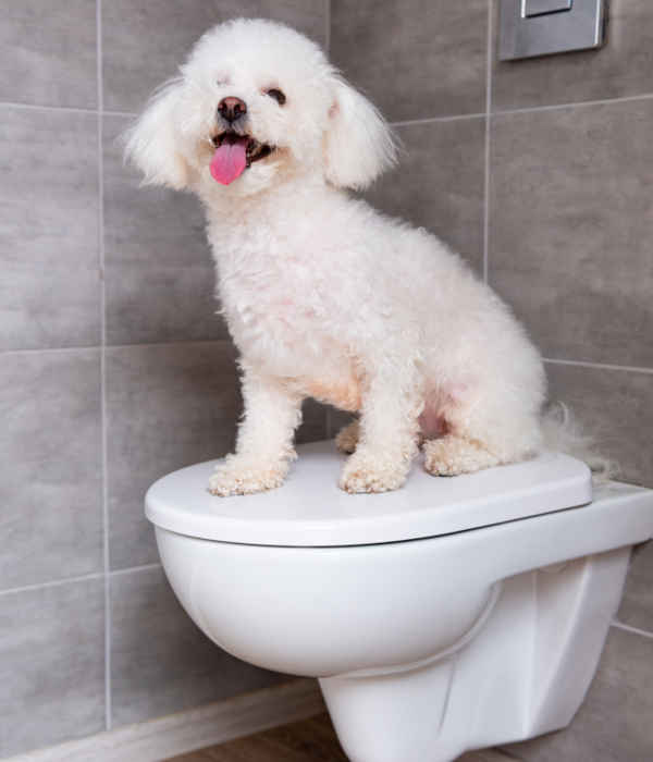 Bichon havanese sitting on toilet 