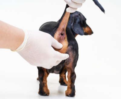 cleaning a dog's bottom