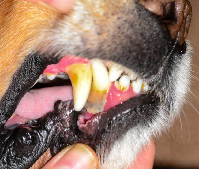 periodontal disease closeup - dirty teeth on a dog