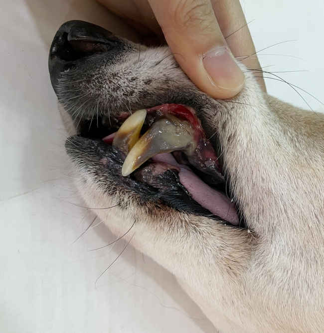 what antibiotic is given to dogs for tooth infection