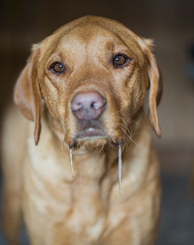 my-dog-is-drooling-and-acting-strange-or-lethargic