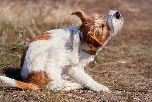 dog scratching their ears